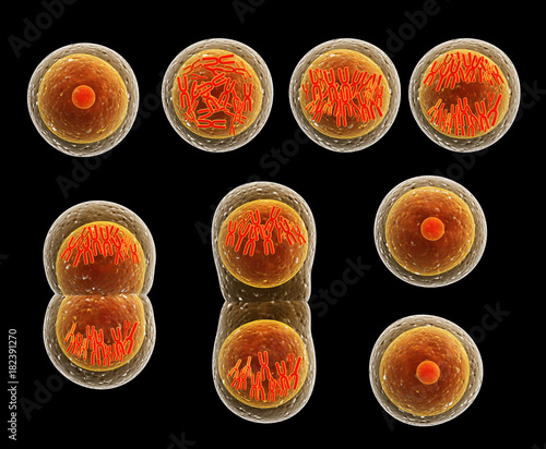 Process division of cell photo