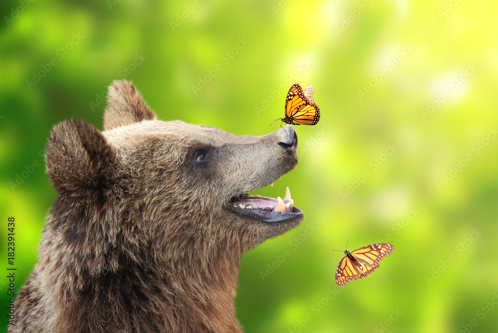 Obraz premium Cheerful brown bear with butterfly sitting on his nose