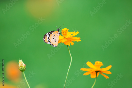Orange butterfly on yellow flower