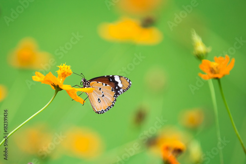 Orange butterfly on flower, nature background © PRASERT