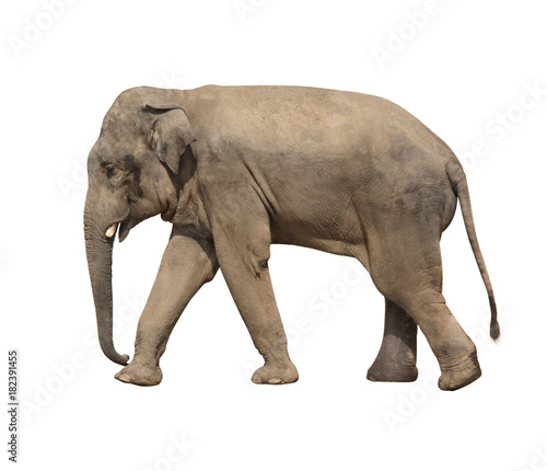 Walking elephant (Elephas maximus)