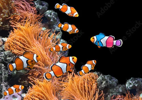 Obraz Stado błazenków i jedna kolorowa ryba