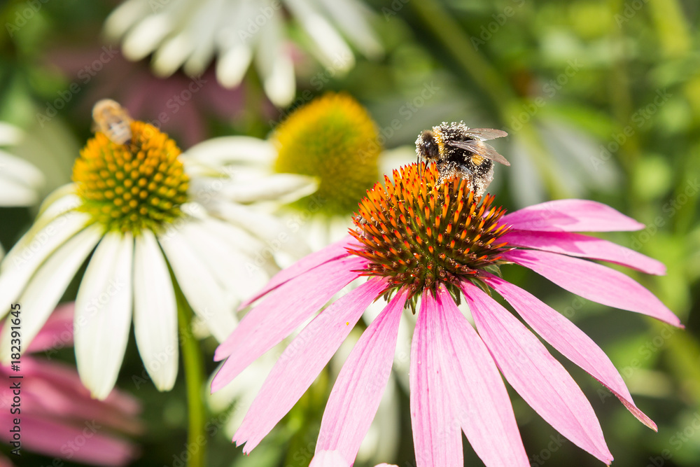 Bee collects honey - echinacea blossom in spring Bee collects honey - echinacea blossom in spring