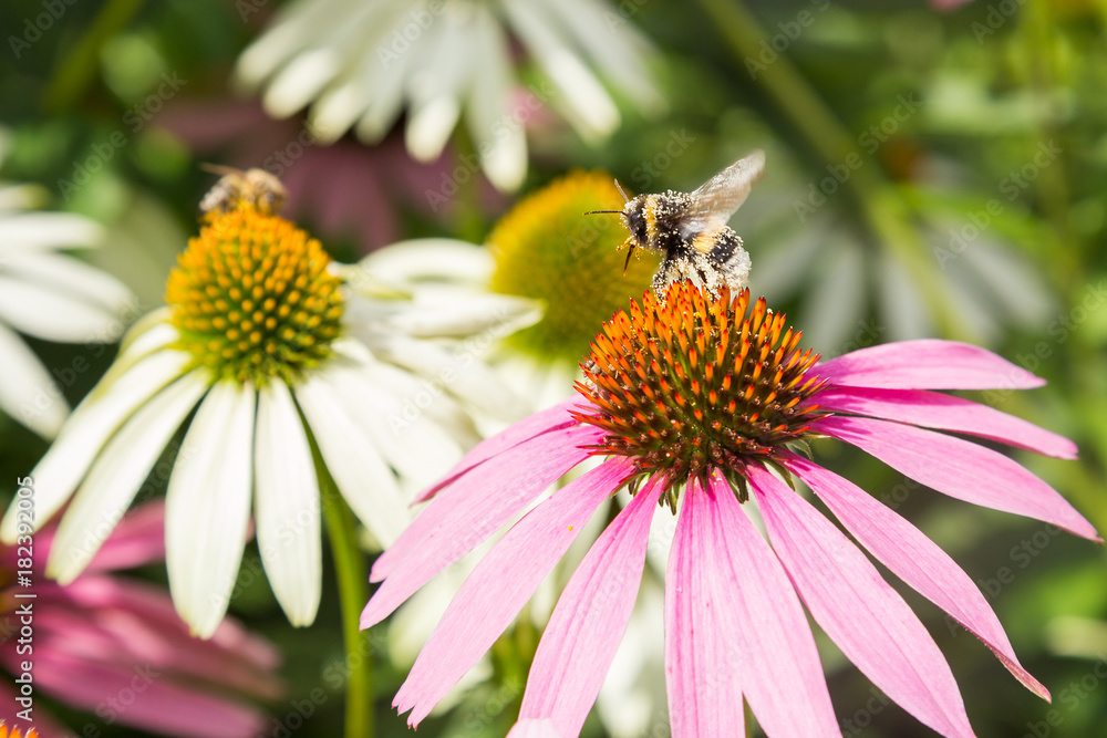 Bee collects honey - echinacea blossom in spring Bee collects honey - echinacea blossom in spring