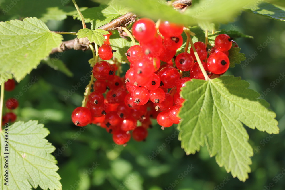 Red currant Red currant