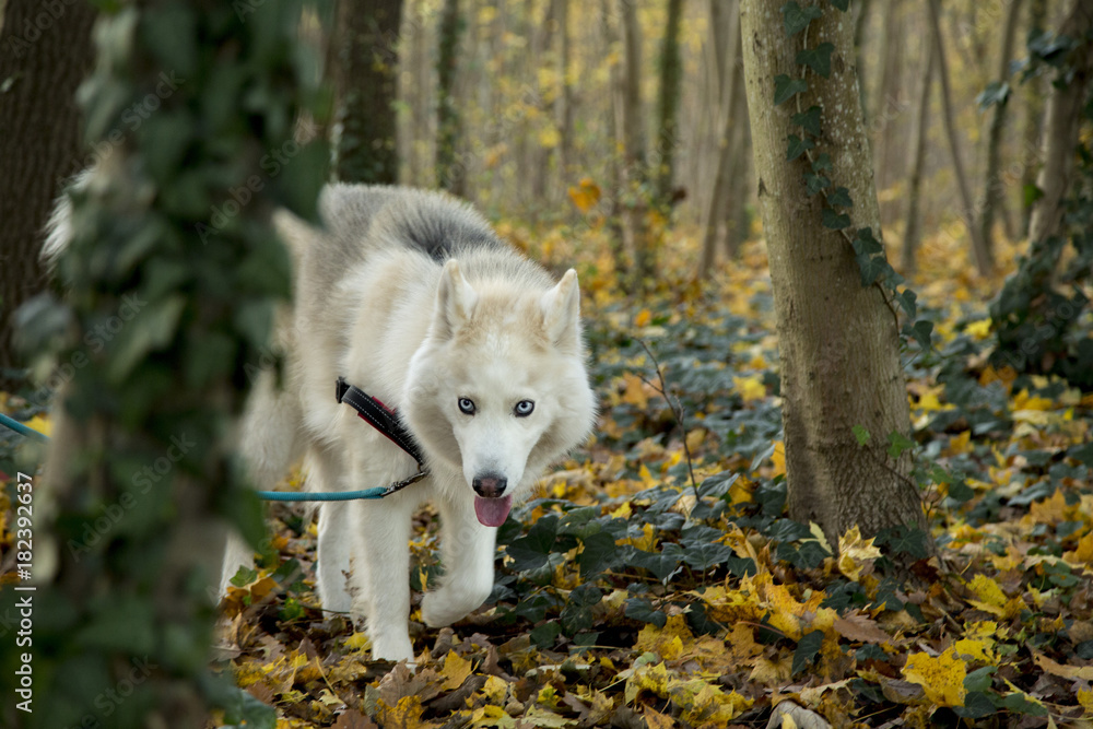 Obraz premium Husky portrait en foret