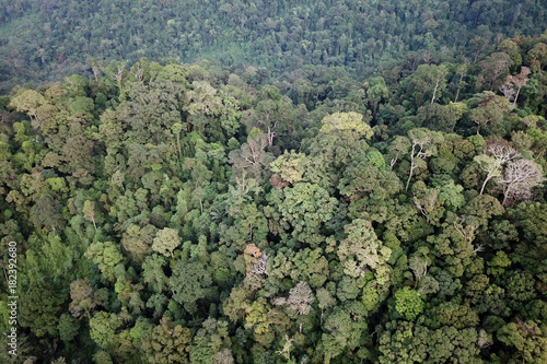Rainforest wilderness. Aerial photo of forest jungle in Thailand
