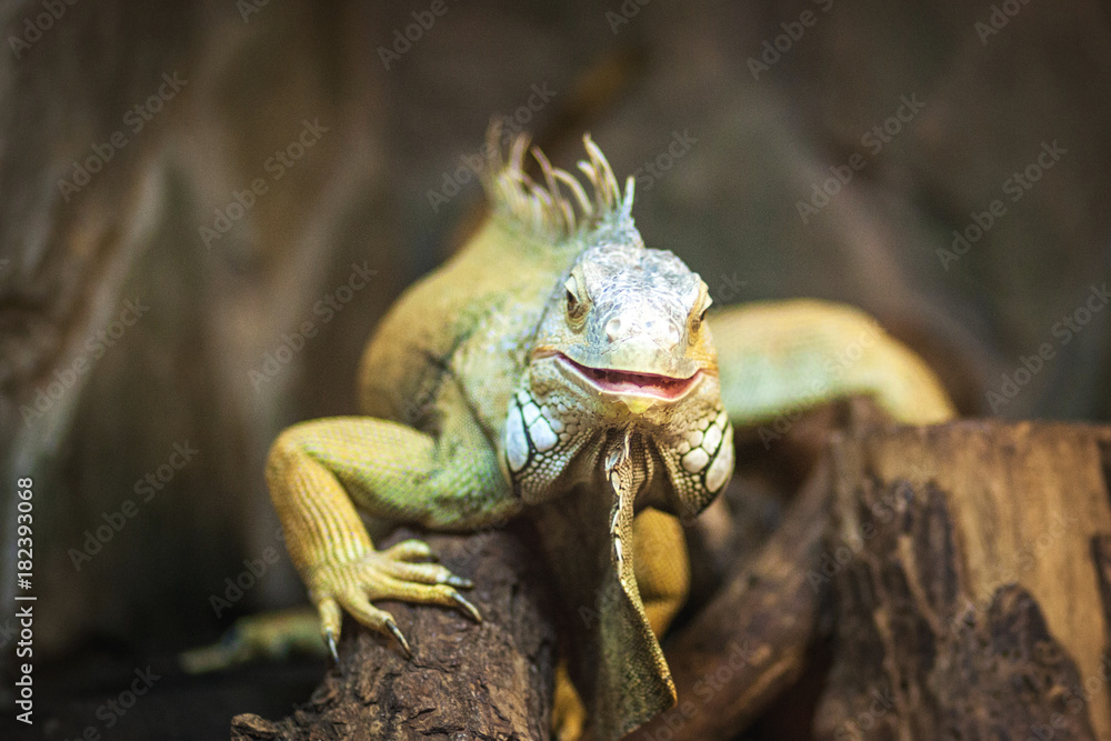 Obraz premium live agama lizard bearded dragon