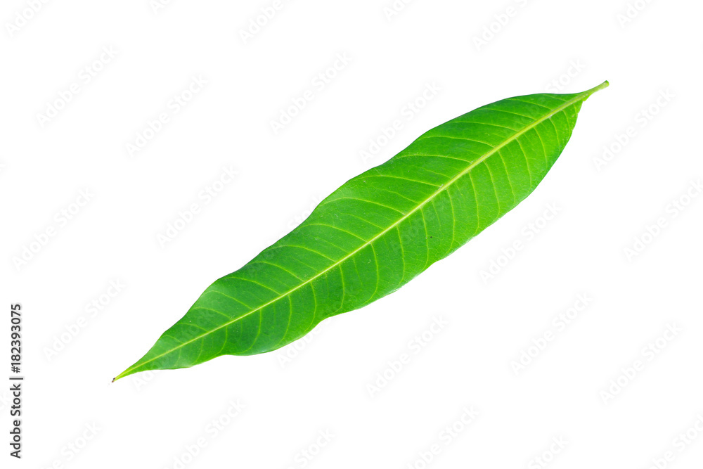 Obraz premium Fresh green mango leaf on white background