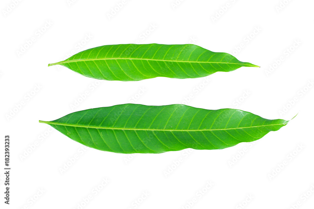 Obraz premium Fresh green mango leaf on white background