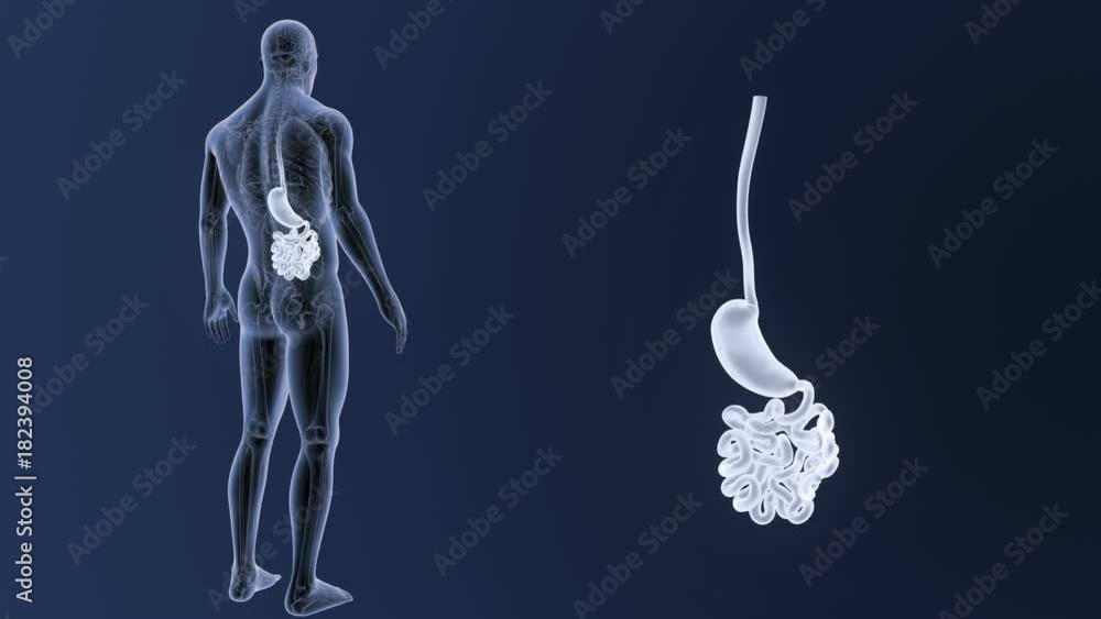 Stomach and Small Intestine zoom with Anatomy Stomach and Small Intestine zoom with Anatomy