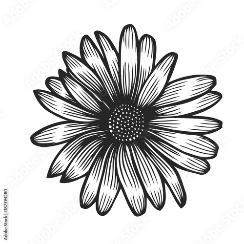 Hand drawn Chamomile