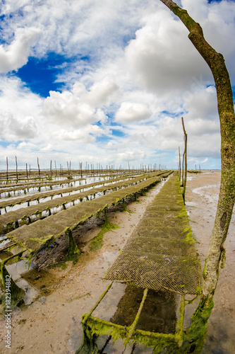 oyster park in the Arcachon basin