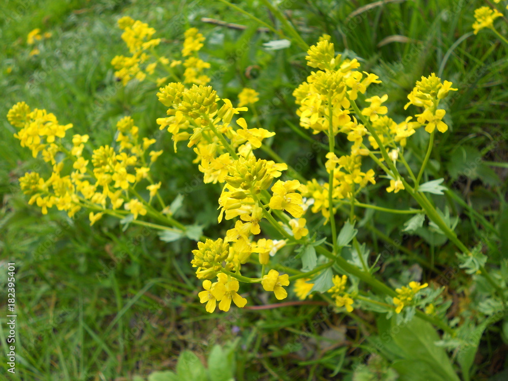 flower flower