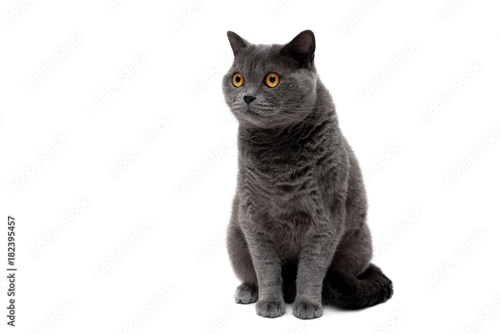 beautiful adult cat with yellow eyes on a white background beautiful adult cat with yellow eyes on a white background