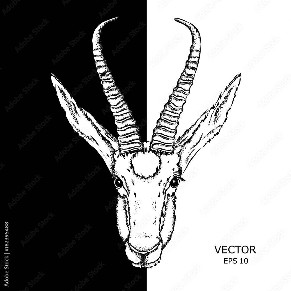 Portrait of a gazelle. Can be used for printing on T-shirts, flyers and stuff. Vector illustration Portrait of a gazelle. Can be used for printing on T-shirts, flyers and stuff. Vector illustration