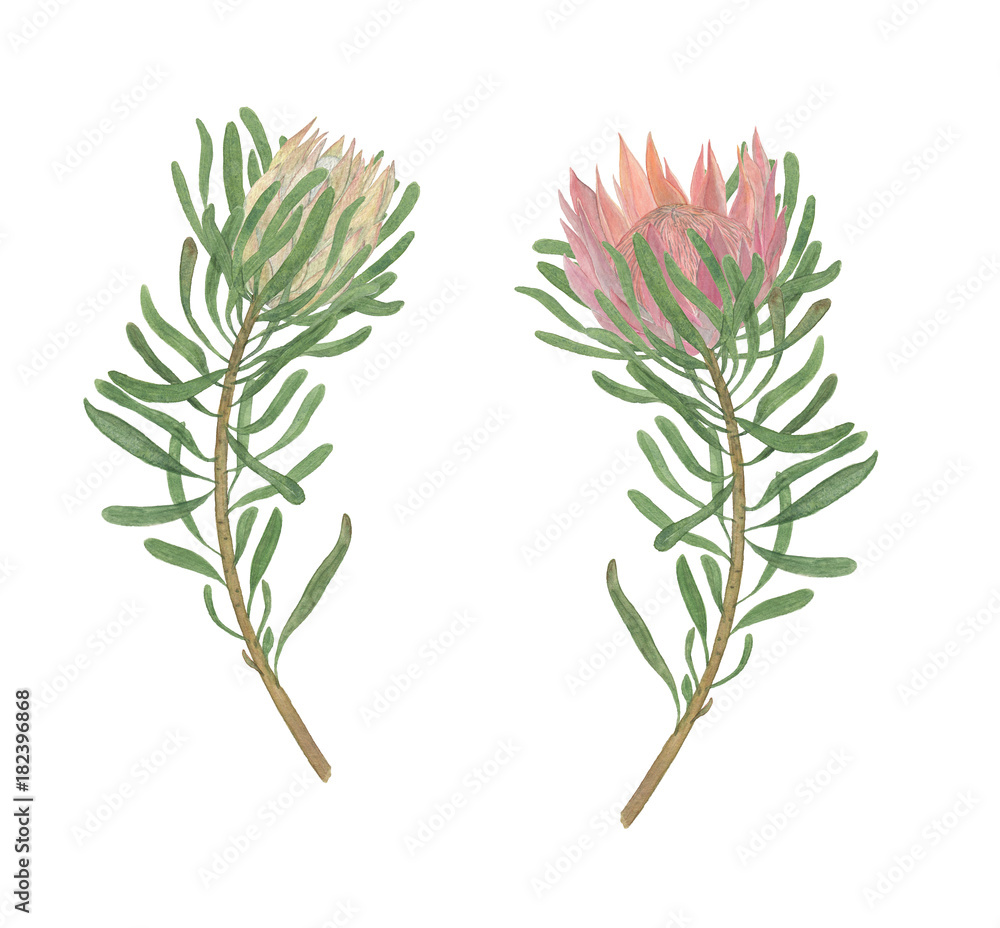 Watercolor painting protea flowers set Watercolor painting protea flowers set