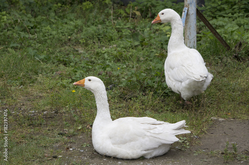white geese in the yard