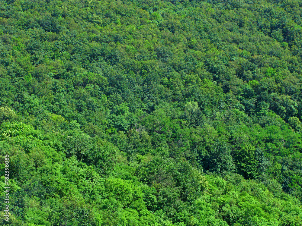 Forests from aerial view. Green woodland full frame. Green planet Earth, environment protection concept.