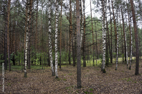Birch forest. Birch Grove. White birch trunks. Spring sunny forest.