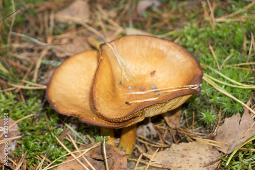 green background.Natural white mushroom growing in a forest.