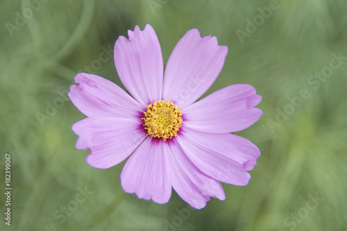 Pink flower Cosmos sensation isolated
