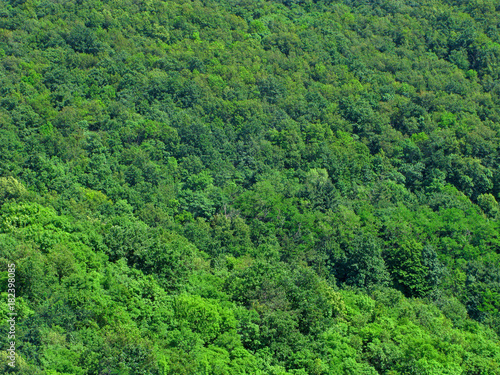 Forests from aerial view. Green woodland full frame. Green planet Earth, environment protection concept.