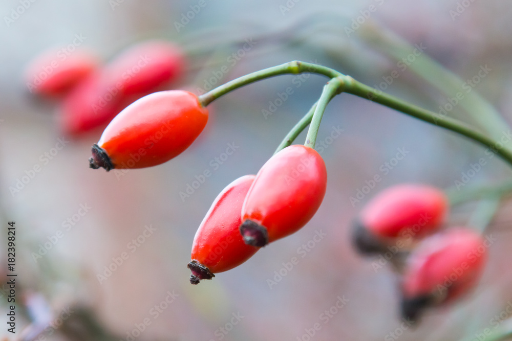 Φωτογραφία Autumn branch of an orange hips on a blurred background of a bush close macro