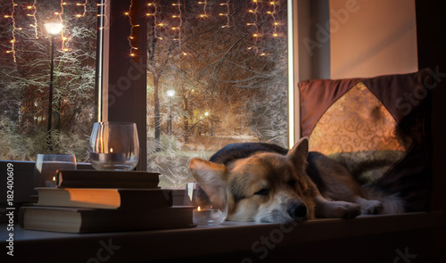 2018 Year of the Yellow Dog! Happy New Year and Merry Christmas! Happy holiday!