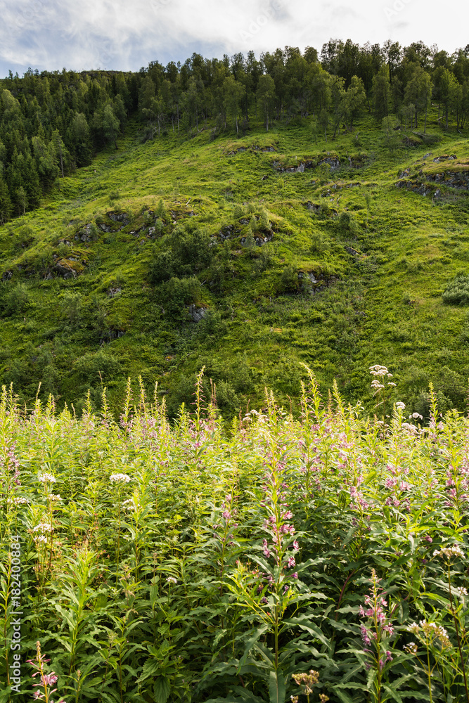 Naklejka premium beautiful nature and forest from Norway