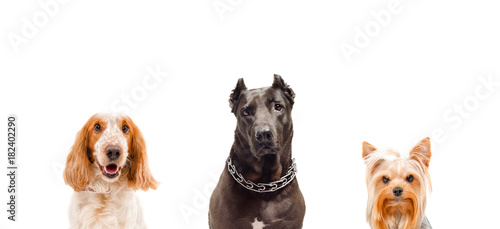 Portrait of three dogs isolated on white background