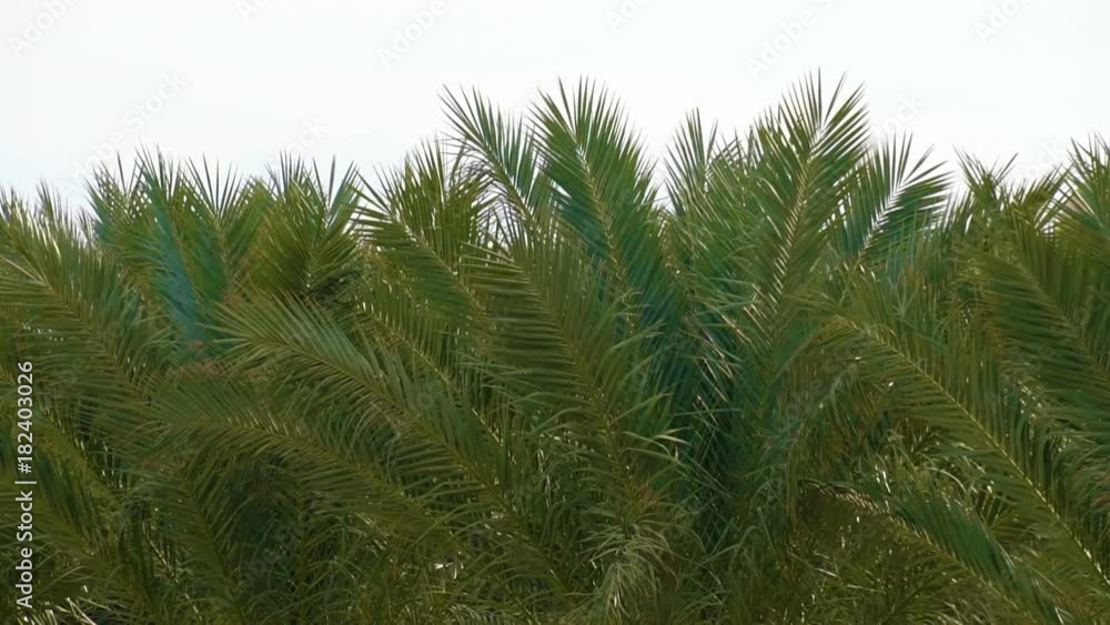 Palm trees blowing in the wind Palm trees blowing in the wind