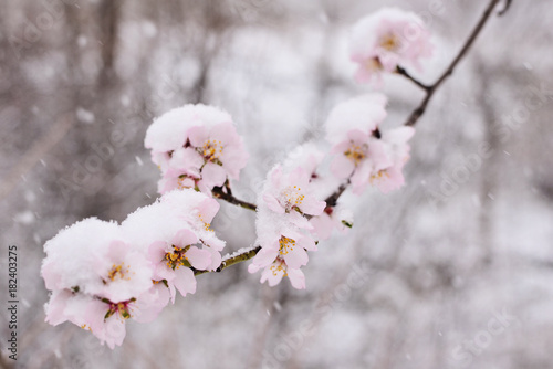 Flowering cherry branch in the snow