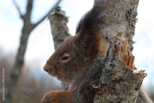 Squirrel sitting on a tree, head close-up. Great illustration. © jakov