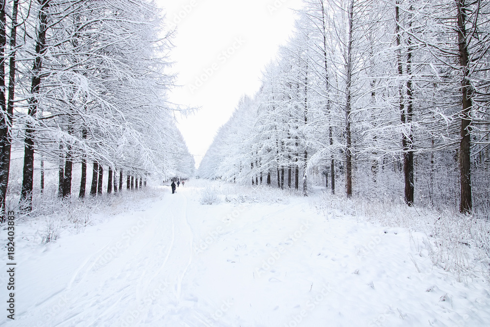 Obraz premium winter forest covered snow