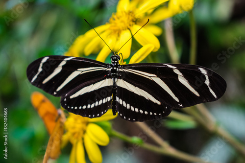 Zebra longwing butterfly,  Heliconius Charithonia, nectaring in yellow flowers