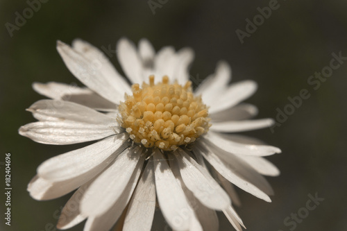 Macro Fleur Jaune