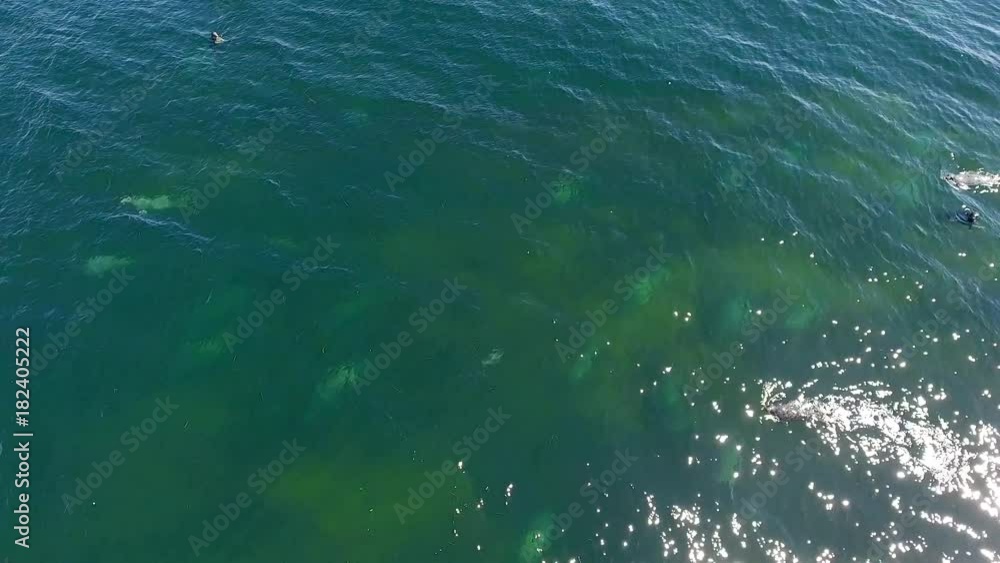 Aerial shot grey and harbour seal swimming in Cape Breton Aerial shot grey and harbour seal swimming in Cape Breton
