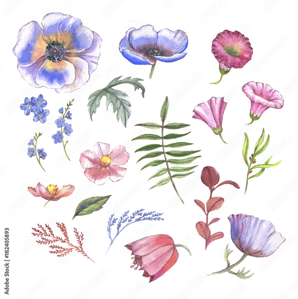 Hand Drawn Watercolor Collection Of Different Flowers Spring Blossom Clip Art Isolated Anemones Forget Me Not Cherry Flowers And Leaves Stock Illustration Adobe Stock