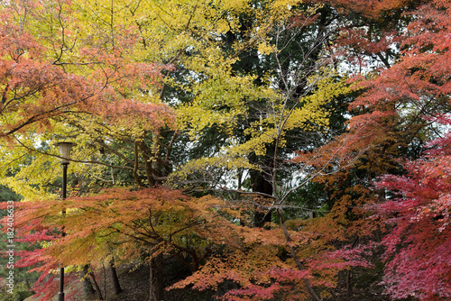 自然　紅葉のある風景 photo