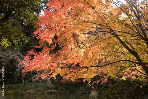自然　紅葉のある風景 photo
