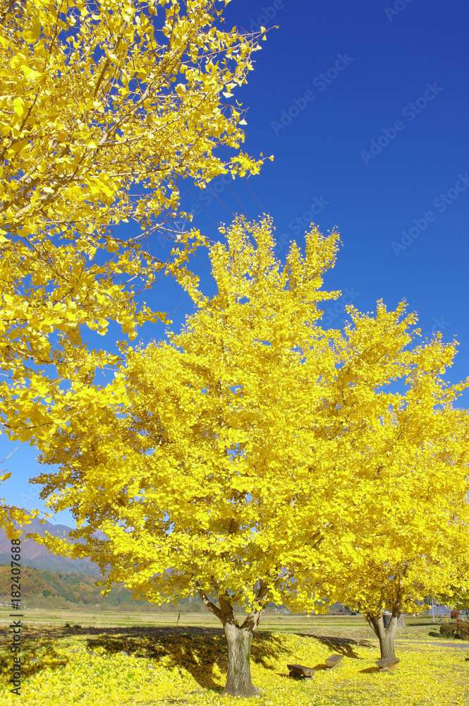 紅葉したイチョウ 紅葉したイチョウ