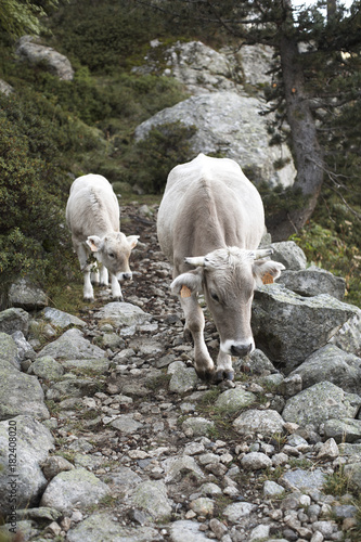 Cattle, Carros de Foc, Aiguestortes i Estany de Sant Maurici National Park, Catalonia, Spain photo