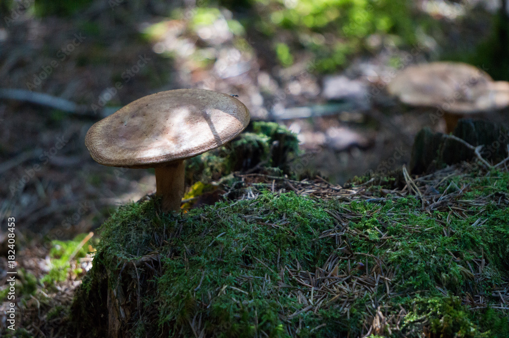 Fototapeta premium Mushroom growing on moss covered tree stump