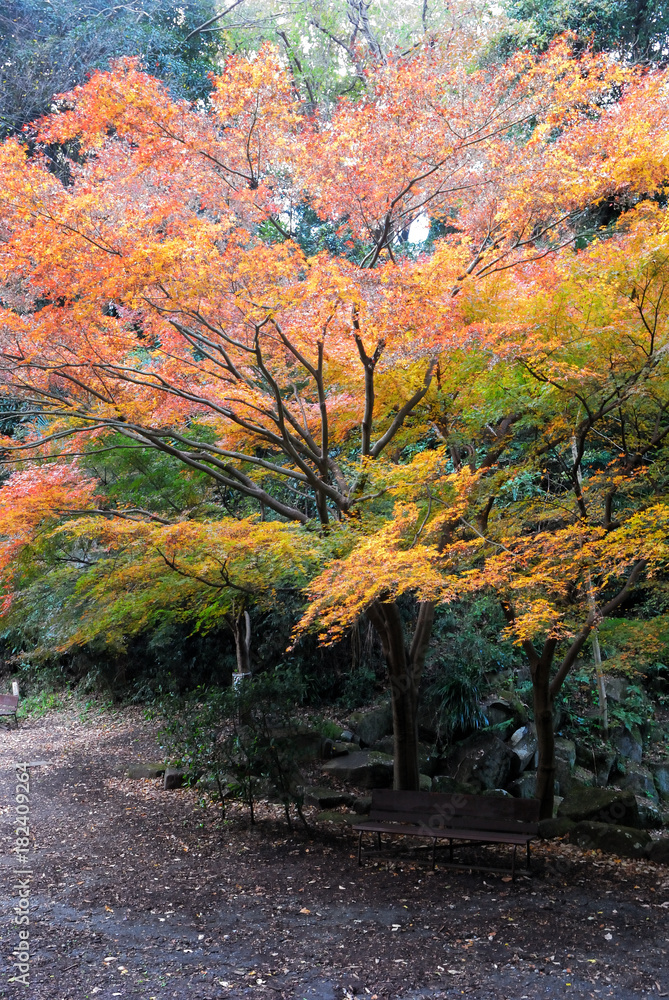 紅葉　衣笠山　神奈川県横須賀市衣笠付近の風景　日本