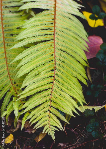 Autumn Arrives. Fall Leaves Background. Fern Leaf Fashion Design. Yellow fern Leaf on Yellow. Autumn fall fashion. photo