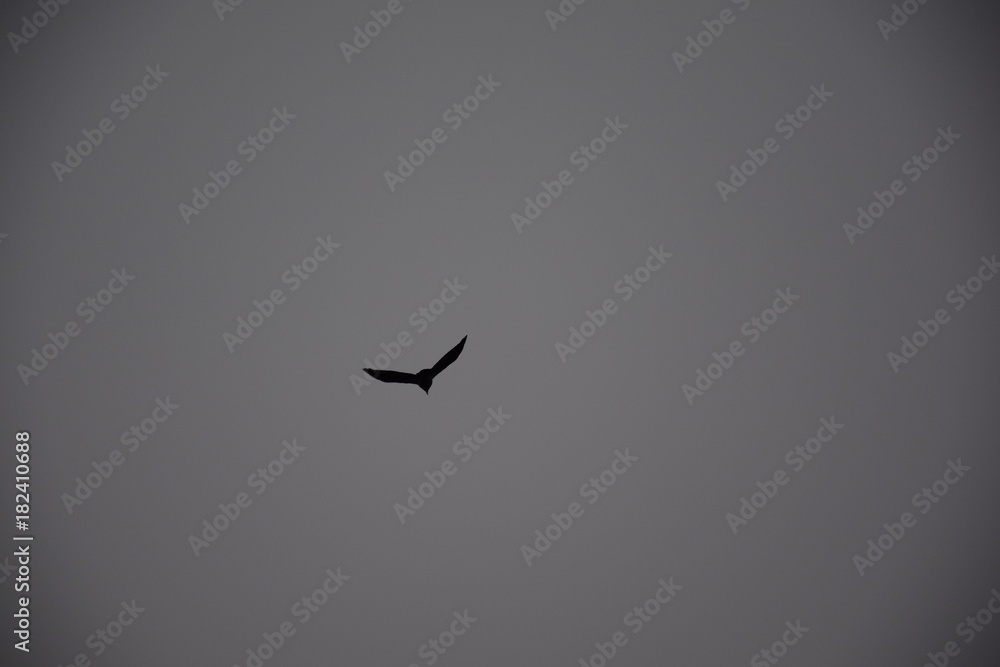 Fototapeta premium Flying Raven