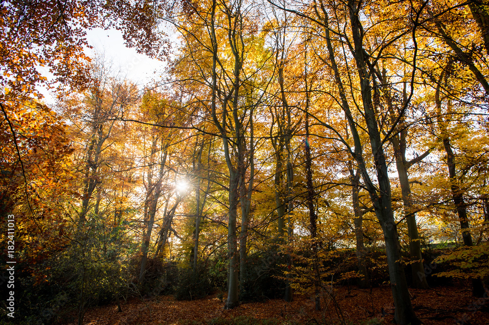 Fototapeta premium Autumn Gold Glade