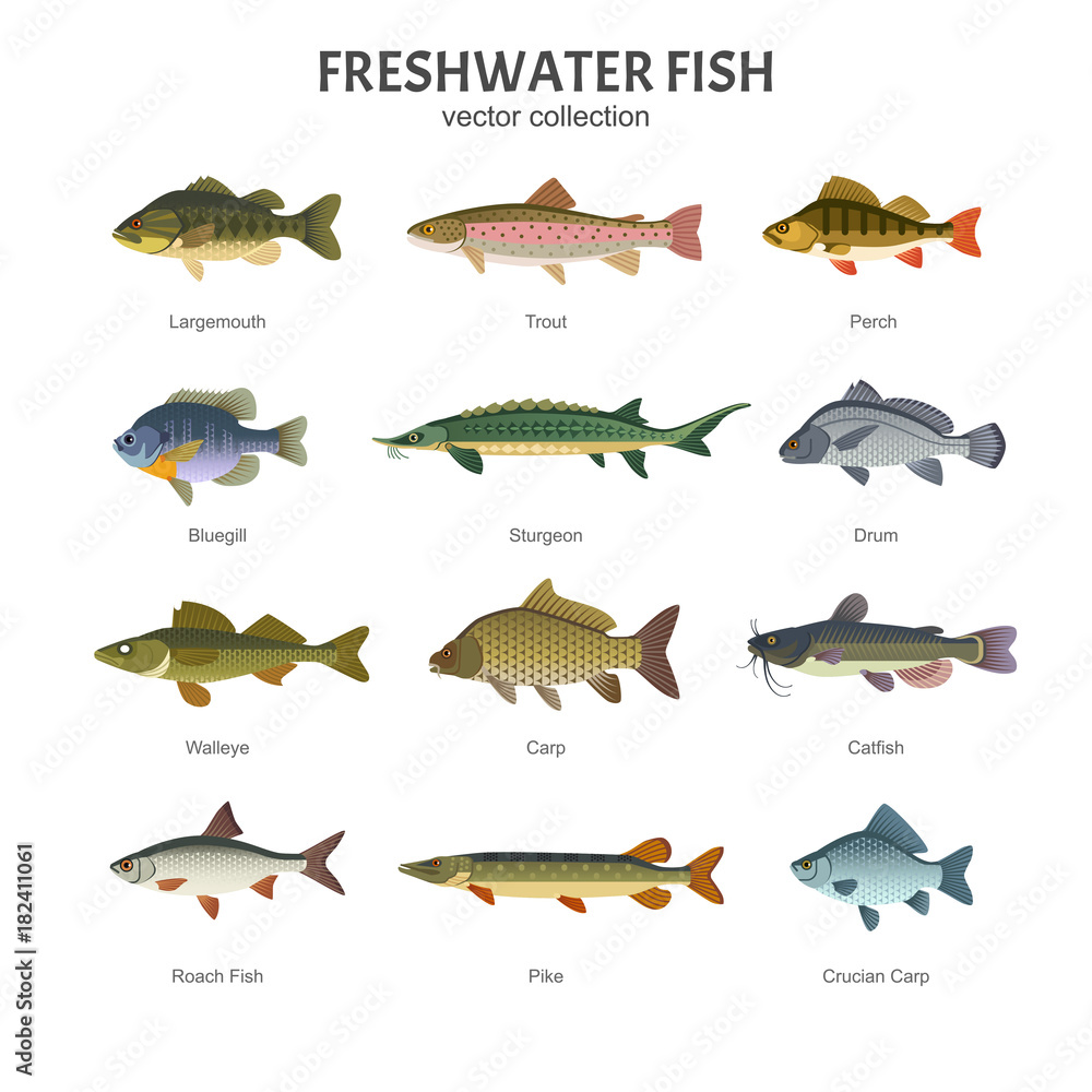 Freshwater fish set. Vector illustration of different types of