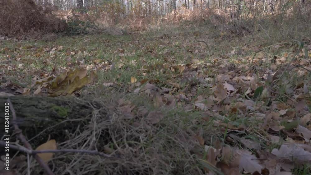 Autumn Woods (Ungraded) Autumn Woods (Ungraded)